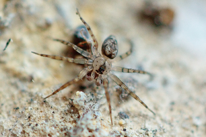 Oecobius sp.